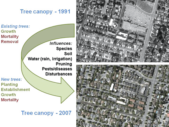 The aerial photos below show change in canopy cover over time